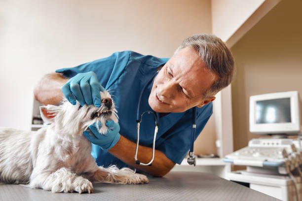 Best Emergency X-Rays and Diagnostics in Venetian Vlage, IL
